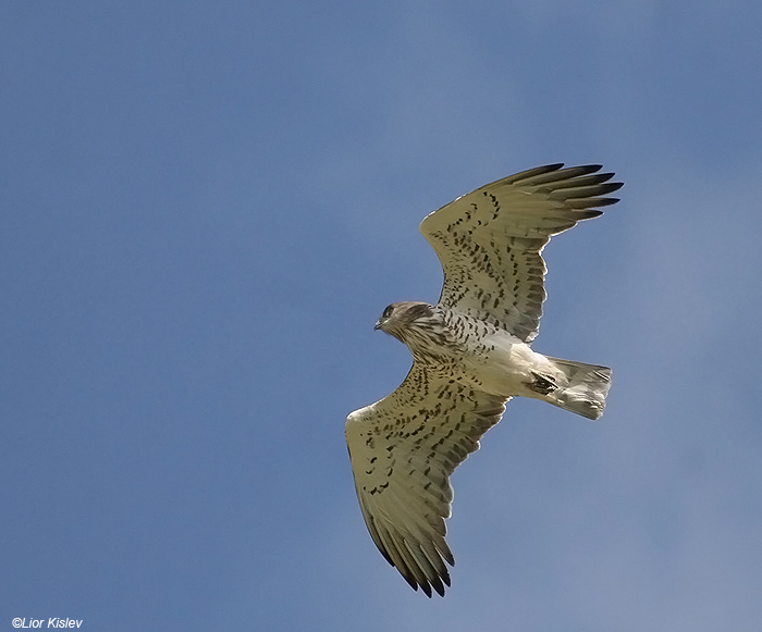    Short Toed Eagle  Circaetus gallicus               ,  2009,: 